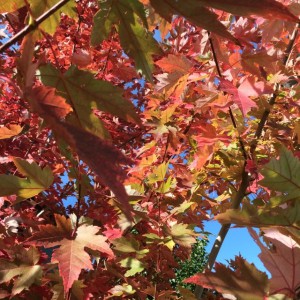 Fall Foliage Medium Square