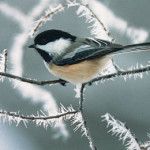 chicadee